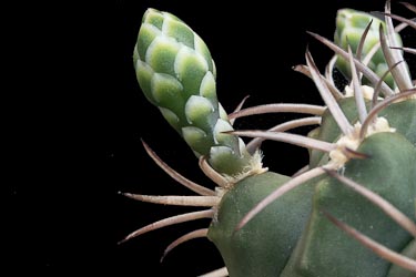Gymnocalycium schickendantzii ssp delaetii